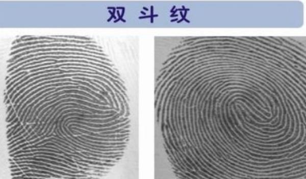 内破双斗纹的人性格 重感情专注力差