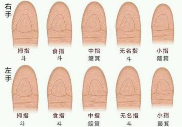 内破双斗纹的人性格 重感情专注力差