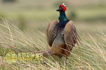 夫妻属鸡住几层好，楼层数字哪些吉利