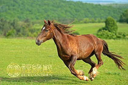 夫妻属马住几层好，楼层数字哪些吉利