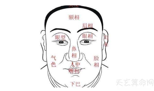 虎鼻面相的人运势主大富 性格做事干脆有效率