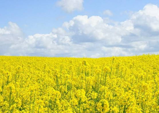 生肖属虎的女人2020年桃花运，桃花满天飞，但烂桃花缠身