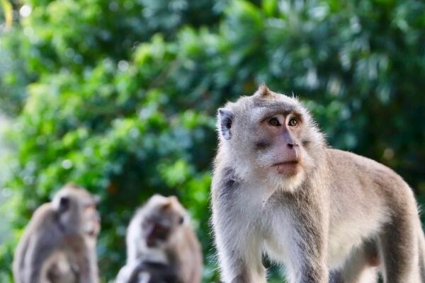 属猴人的吉祥物与不吉物 不宜带粉红色