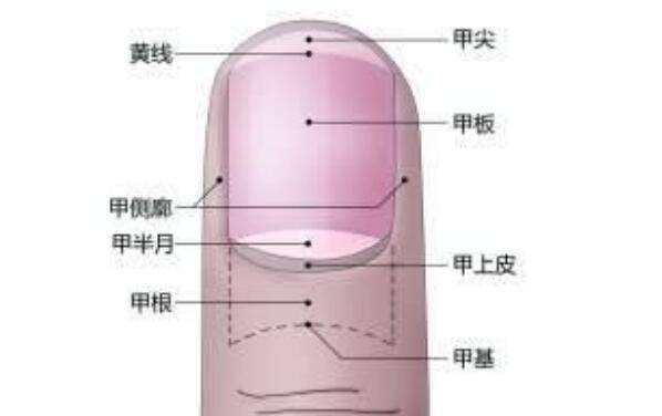 大拇指半月痕代表什么(脾肺相关)显示人体健康状况的信息