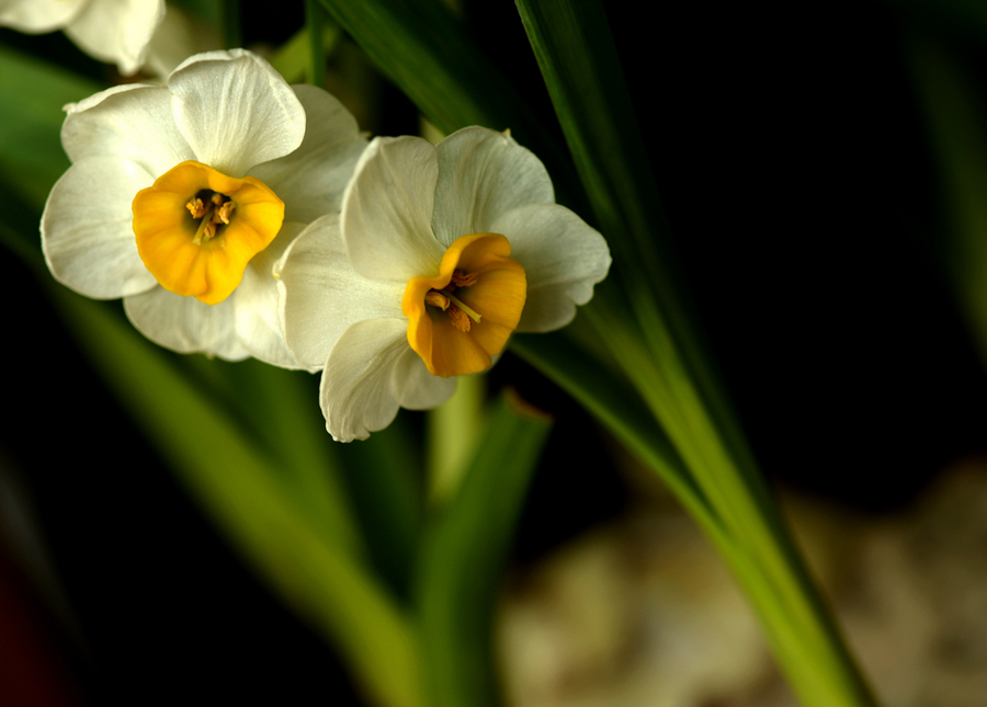 水仙花花语是什么，不同颜色花语不同