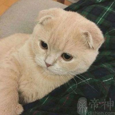 无公害的猫咪宠物名字软萌长相