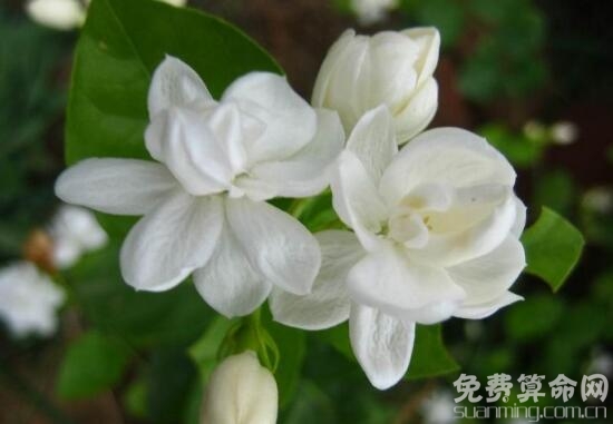 茉莉花花语象征着友好，被人们称为友谊之花