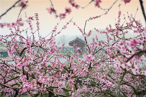 桃花放在客厅象征什么