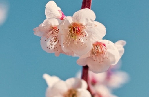 女孩名字有芽字好吗,以芽字起名有涵养的名字