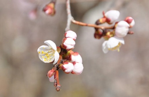 带芽字的唯美女孩名字,芽字起名女孩全集