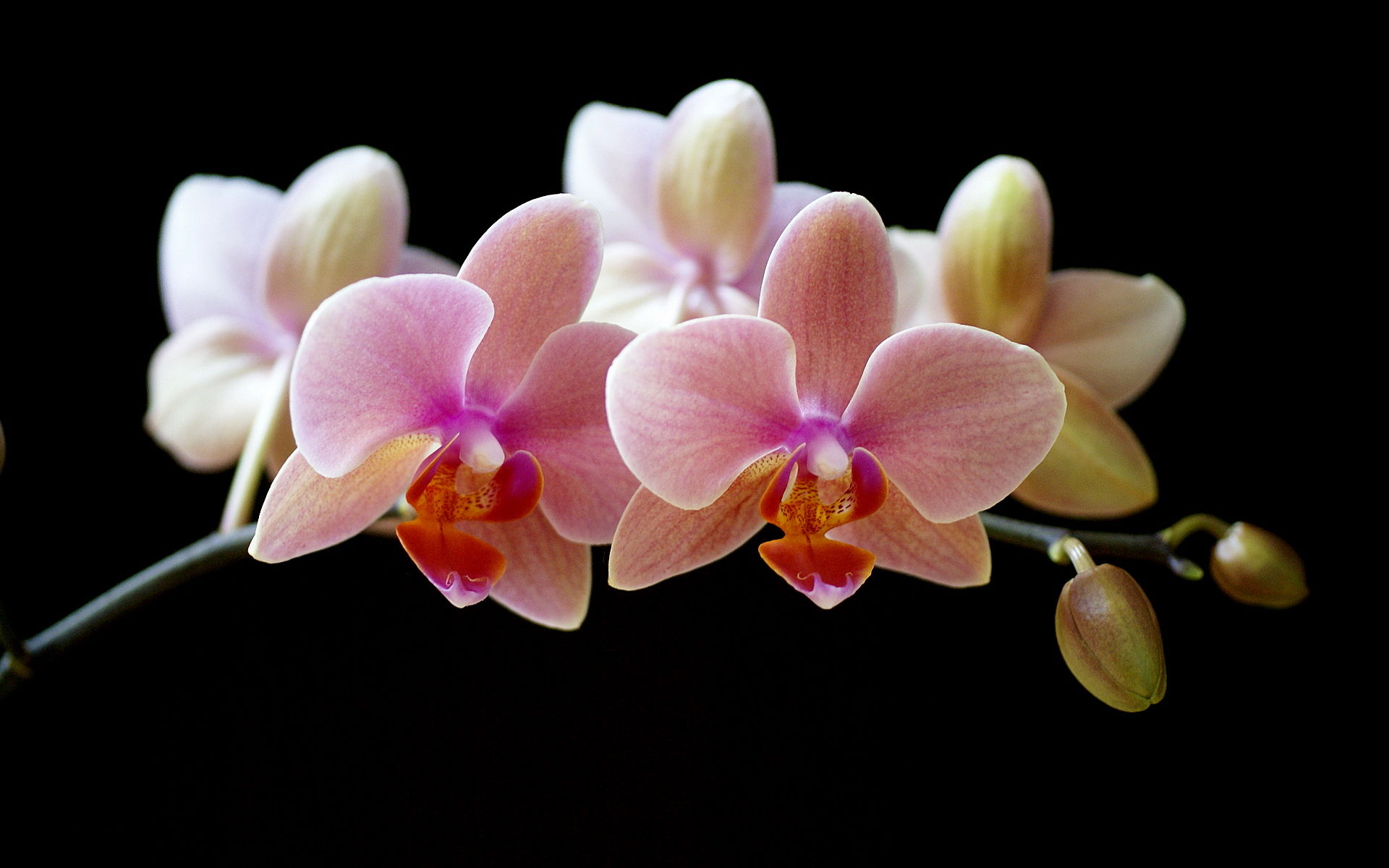 蝴蝶兰花语是什么，不同颜色花语不同