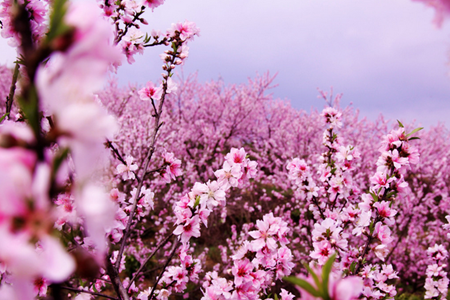 命理桃花解读(上)