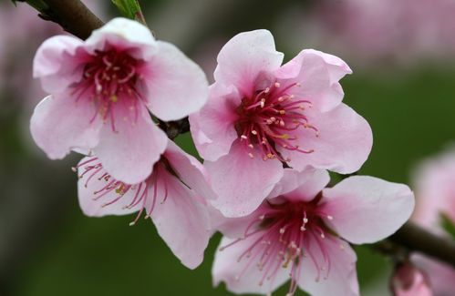 八字红艳桃花查询(女人八字里有两个红艳)