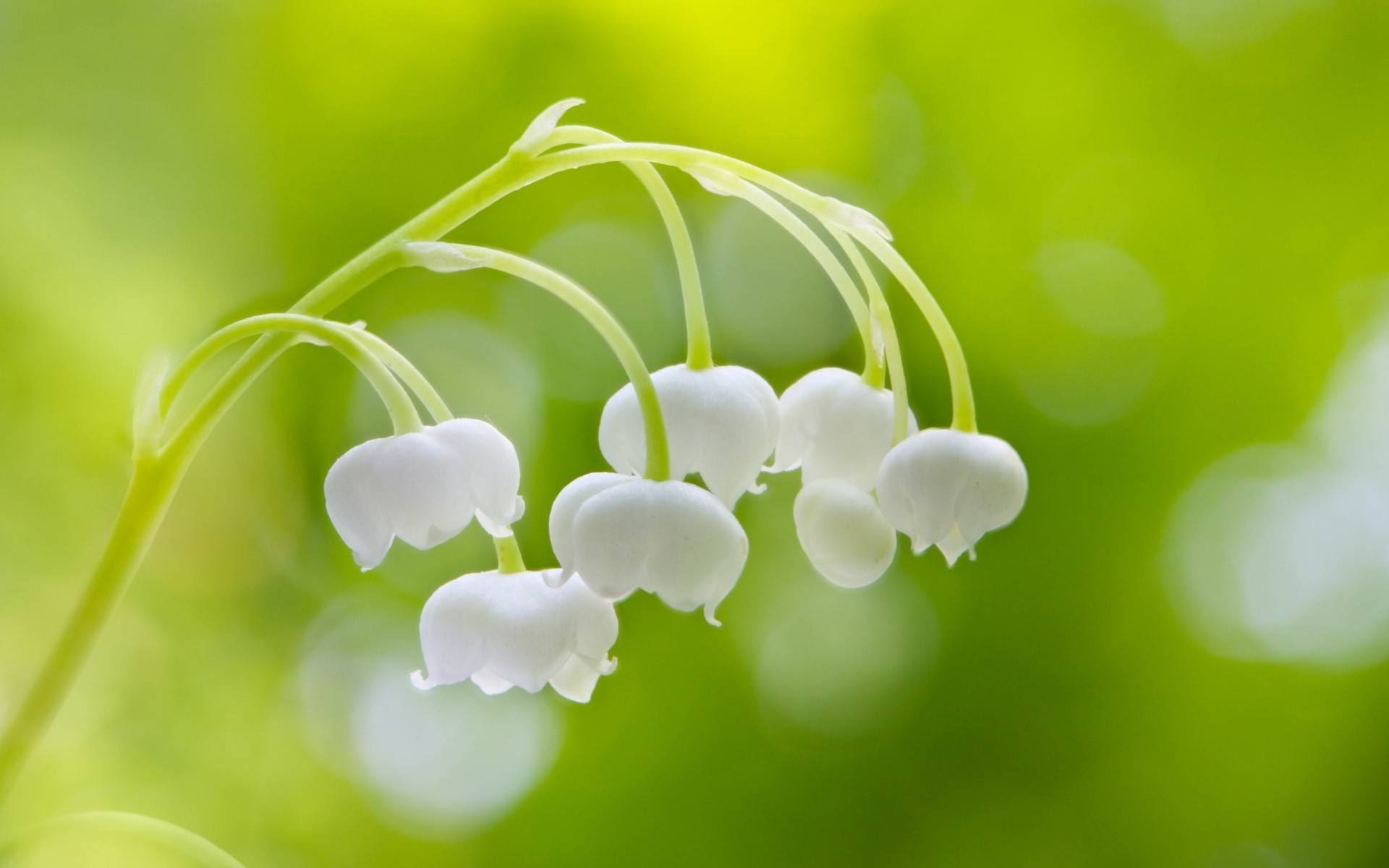 铃兰花花语是什么意思，象征着幸福永驻