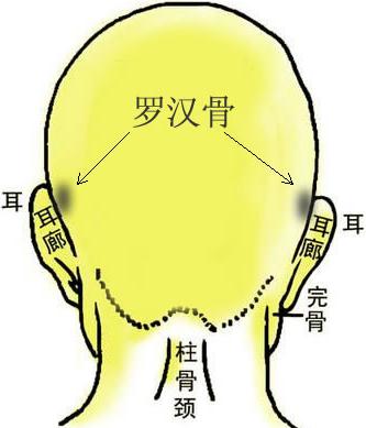 骨相大全——罗汉骨