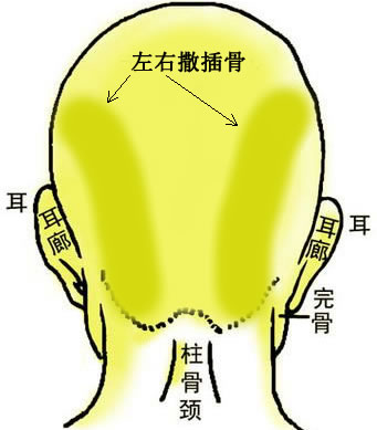 骨相大全——左右撒插骨；骨相图解：左右撒插骨