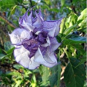 曼陀罗花语神秘黑暗，寓意都不怎么好