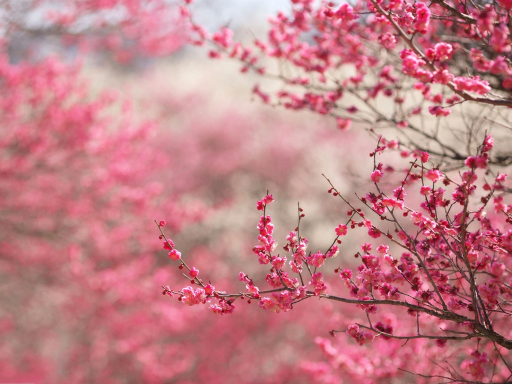 樱花的花语是纯洁与幸福，樱花非常适合情侣们去