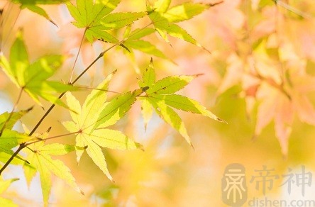 客厅摆什么风水吉祥物好？客厅常见的风水吉祥物推荐！