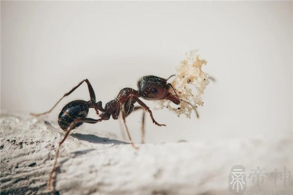 家里有蚂蚁有什么风水影响