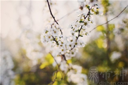 八种植物招财又旺宅是哪八种植物