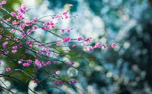 带芸字的女孩名字唯美 芸字取名女孩