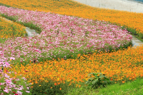 十月的花语是什么 花卉花语基础知识