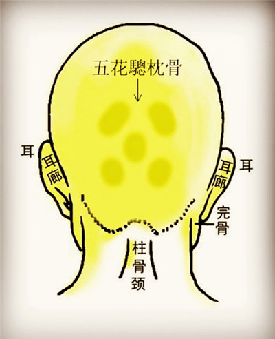 骨相学图解大全之五花驄枕骨