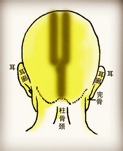 骨相学图解大全之双龙金锁骨