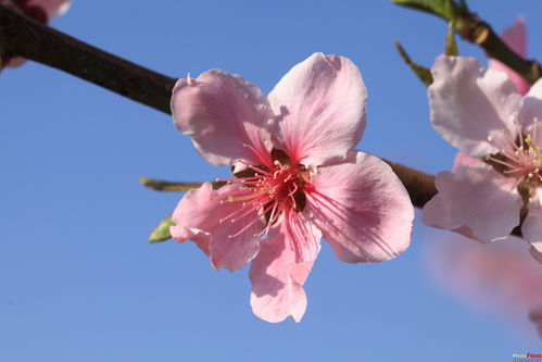 八字里面的桃花是什么意思