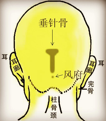 骨相学图解大全之垂针骨