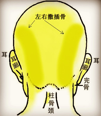 骨相学图解大全之左右撒插骨