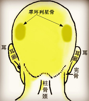 骨相学图解大全之翠环列星骨