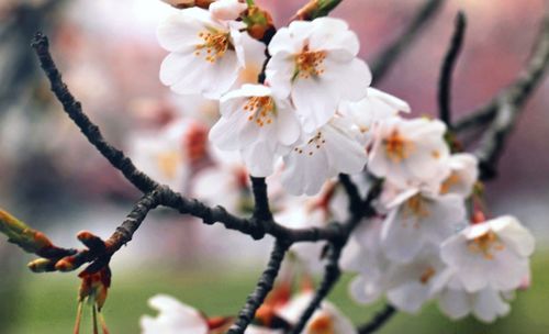 八字桃花入命(桃花与偏印同柱 同性)