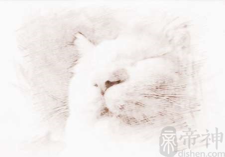 关于可爱的猫猫名字