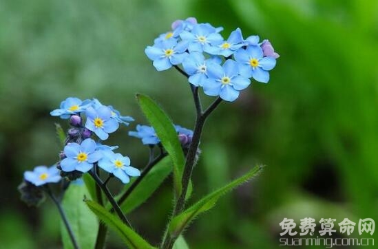 勿忘我花语包含着浓厚的情谊，适合送给最心爱的人