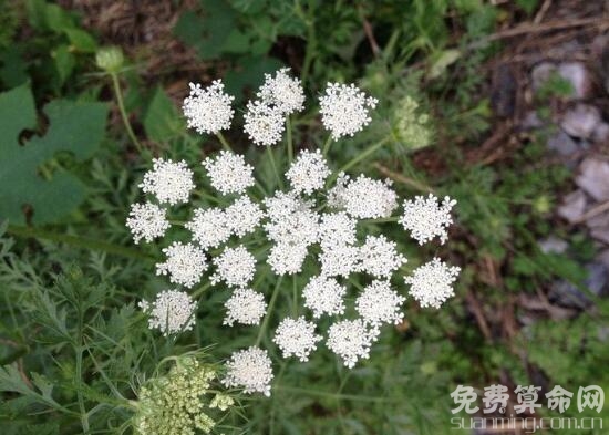 满天星的花语象征着纯洁，在田野中比较常见